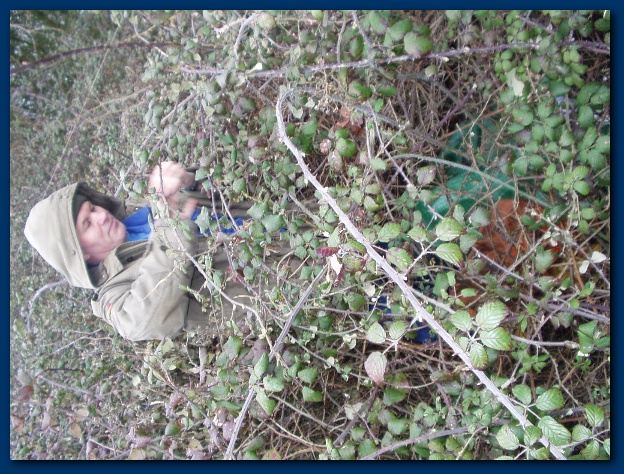 600x449 pixels (196K)